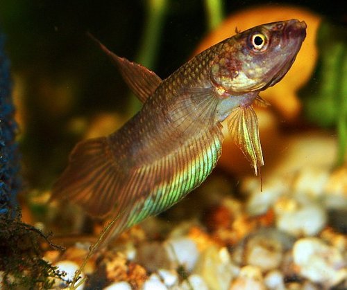 Betta Dimidiata Female