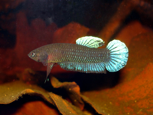 Betta Persephone Female