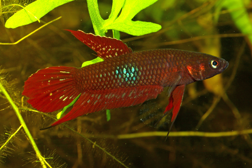 Betta Coccina Female