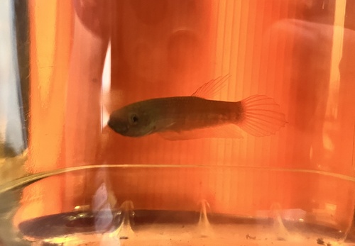 Betta Patoti RD Size L Male