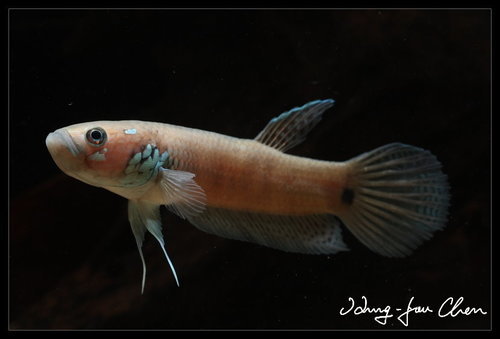 Betta Ocellata Male