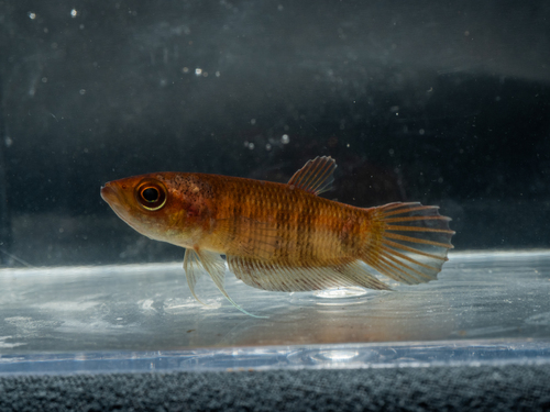 Betta anabatoides