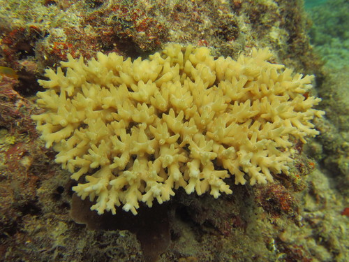 Yellow Staghorn coral