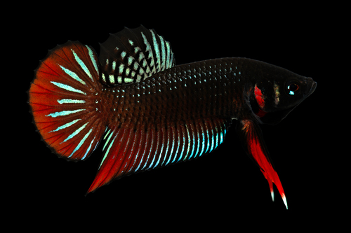 Betta Halfmoon Glowfish Female - Common Grade