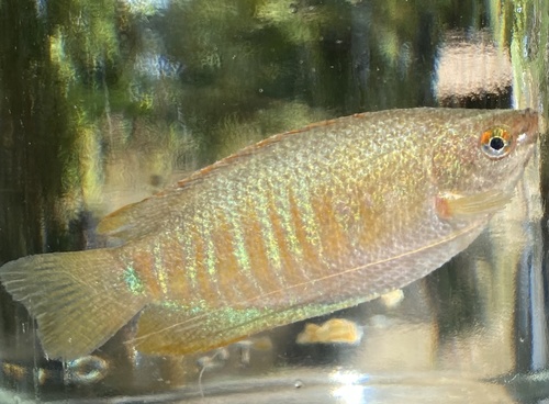 Thick Lipped Gourami