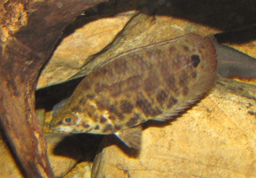 Leopard Gourami (Spotted Climbing Perch)
