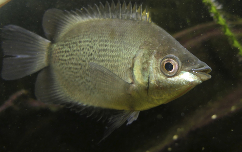 Balloon Kissing Gourami
