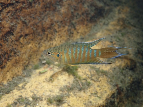 Albino Paradise Fish