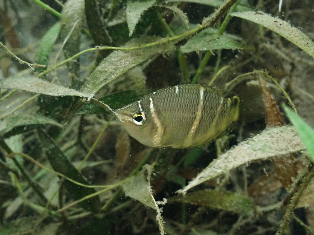 Photo of Giant Chocolate Gourami