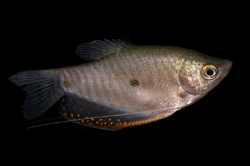 Platinum Gourami