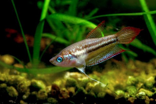 Schaller´s Croaking Gourami