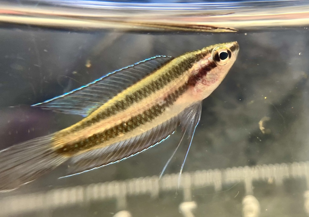 Moon-spot Licorice Gourami