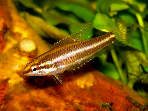 Deissner’s Licorice Gourami