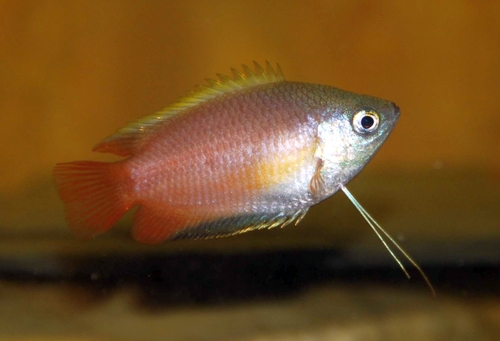 Gourami Honey Red