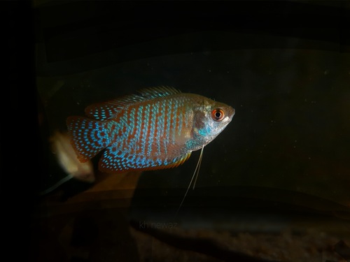 Gourami Dwarf-Blue