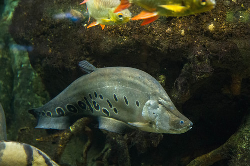 Clown Knife Fish