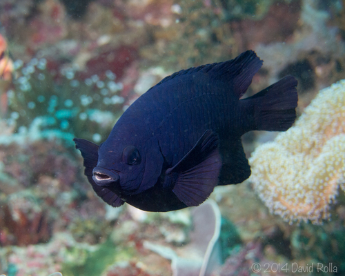 Yellow-Backed Damsel