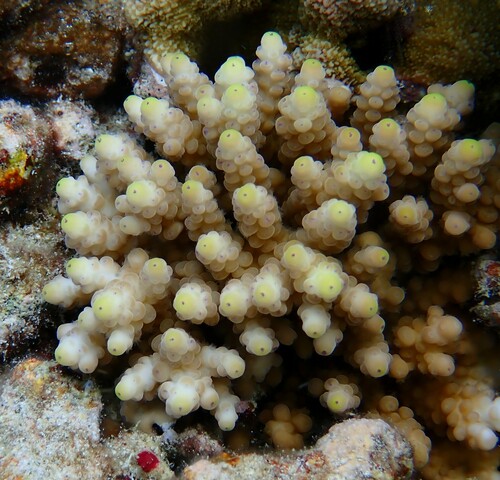 Green Staghorn coral