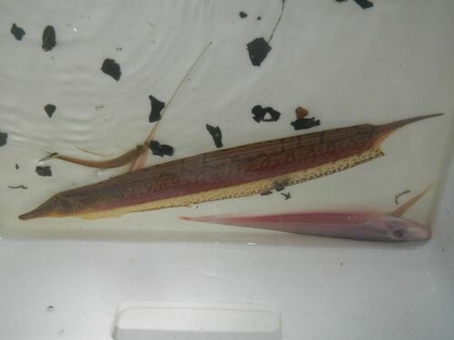 GOLDEN Ossa Knife Fish