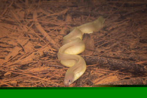 Whitecheek Moray Eel
