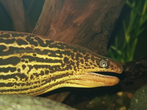 Tiger Moray Eel