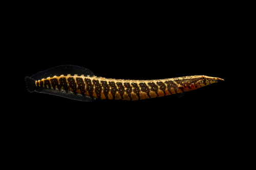 Spiny Eel