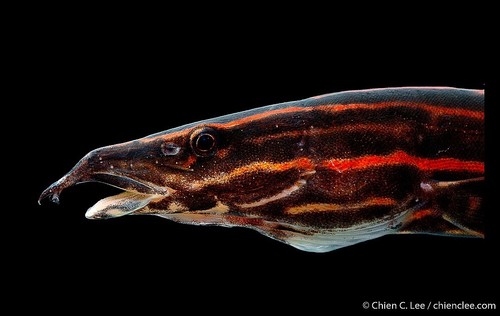GOLDEN Red Fire Eel