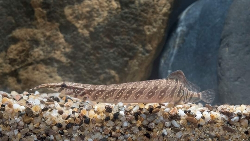 Borneo Tapir (Tiger) Eel