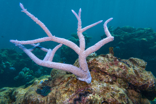 Blue Staghorn coral