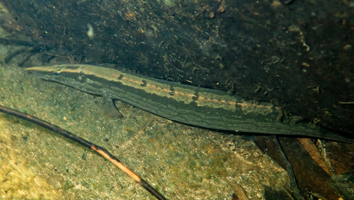 Zig-Zag Eel