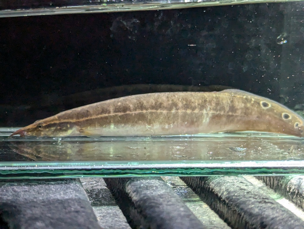 Borneo Python Spiny Eel