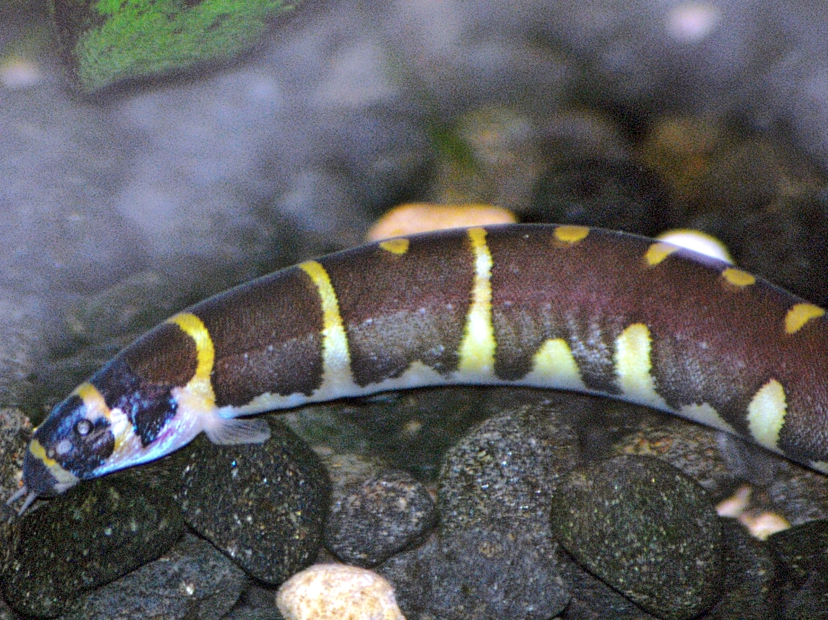 Golden Kuhlii Loach
