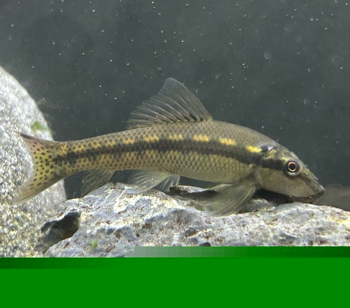Chinese (Golden) Algae Eater