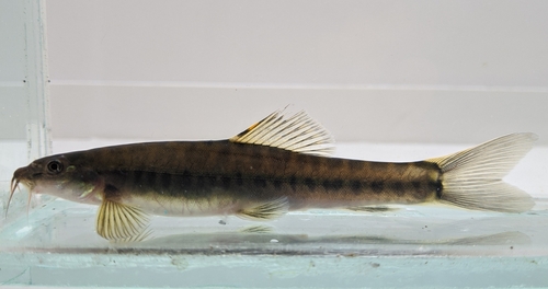 Phyton Loach