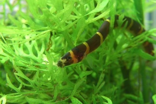 Kuhlii Loach