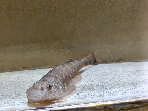 Borneo Sucker (Yellow Finned Sucker)
