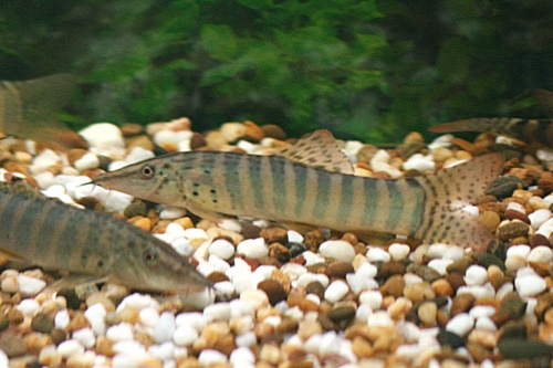 Botia berdmorei (Blyth's Loach)