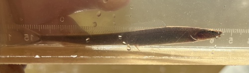 Fork-tailed Loach