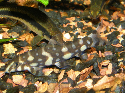 Polka-Dot Loach