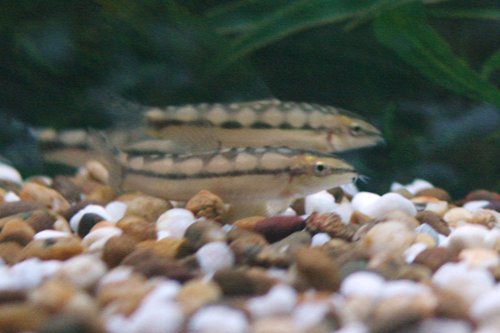 DWARF LOACH