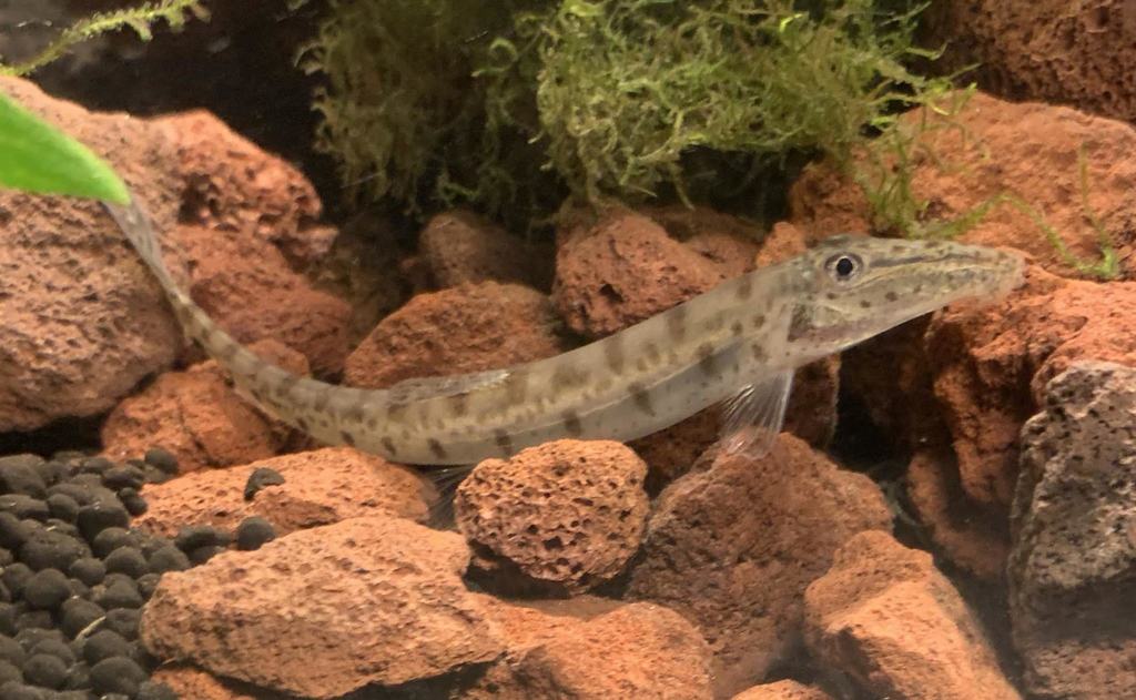 Borneo "Robertsii" Horseface Loach