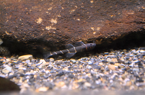 Fired-eye loach