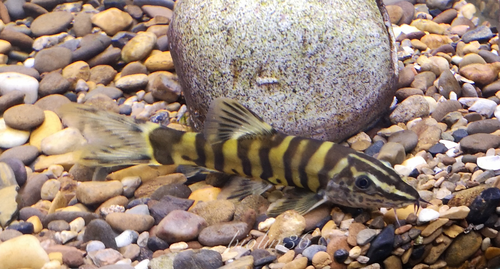 Chinese Kansu Loach