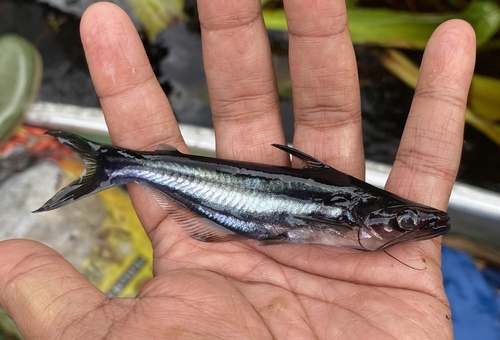 Pseudeutropius brachypopterus
