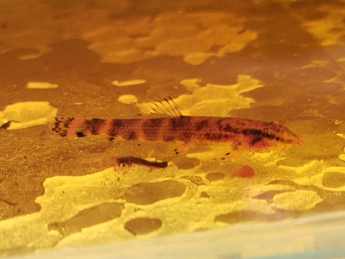 Gecko Fish/Lizard Fish