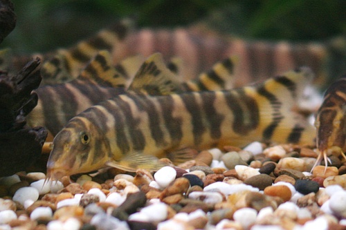 Emperor Loach
