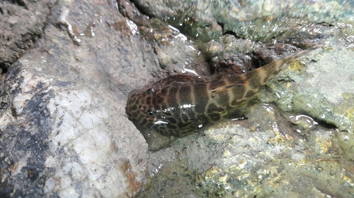 Spiney-Headed Hillstream Loach