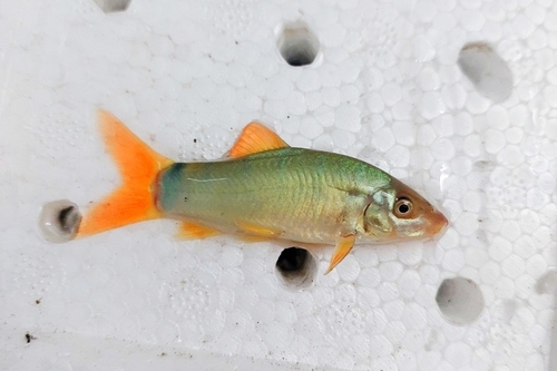 Redtail Botia Loach