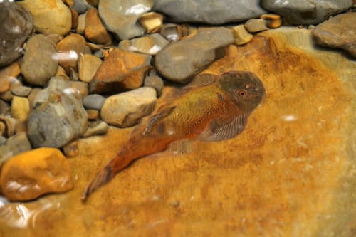 Bloody Mary Borneo Sucker Fish