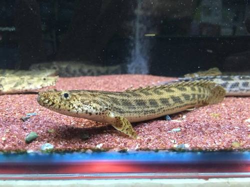 Guinean Bichir